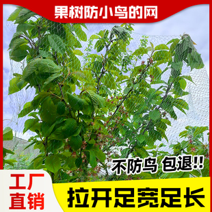 果树防护网防鸟网罩子果树果园嘉宝果樱桃鱼塘菜园专用防鸟抗老化