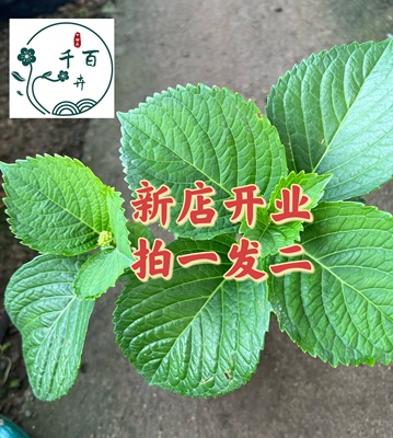 盆栽绿植开业绣球花苗