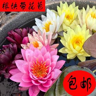 荷花水养开花盆栽鱼缸莲花池塘根块带花苞大花苗 水培植物睡莲四季