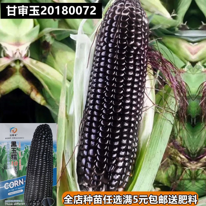 水果玉米牛奶油爆浆多彩紫黑白花甜糯早熟毛豆向日葵种子孑籽