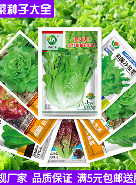 意大利玻璃奶油结球生菜种子大全四季油麦菜蔬菜种籽紫孔雀菜种孑