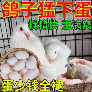 鸽子下蛋药鸽子受精不下蛋增蛋鸽子不下蛋用什么药产蛋灵专用饲料