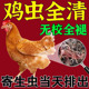 鸡用驱虫专用药肠虫清内外净驱虫小鸡打虫药全虫净清鸡用驱虫药