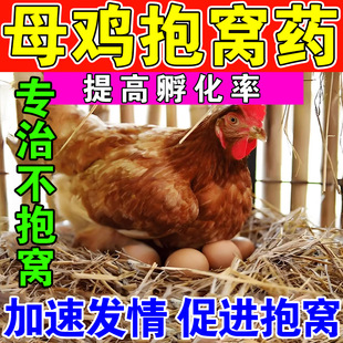 母鸡抱窝药让鸡抱窝的药鸡发情受精药母鸡不下蛋用什么药不受精药