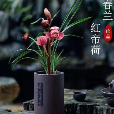 细叶寒兰00寒兰细叶细叶兰花寒兰精品名贵兰花兰花细叶寒兰带花苞_虎窝淘