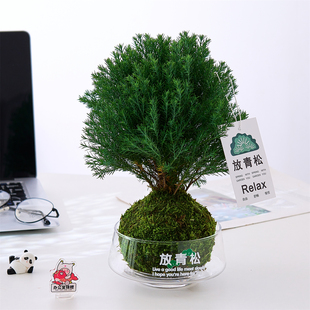 雾凇苔藓球办公室内客厅创意工位绿植懒人好养桌面摆件 放青松