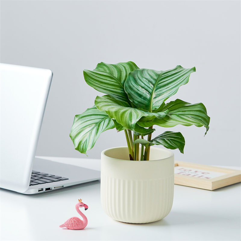 青苹果竹芋桌面盆栽办公绿植甲醛