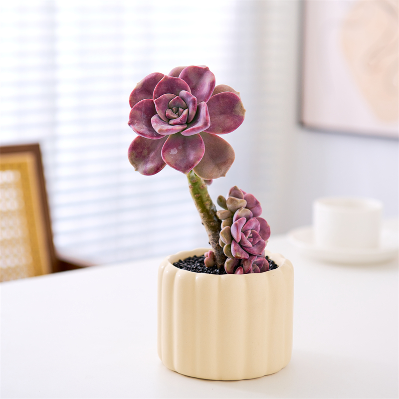 多肉植物紫乐肉肉防辐射盆景阳台