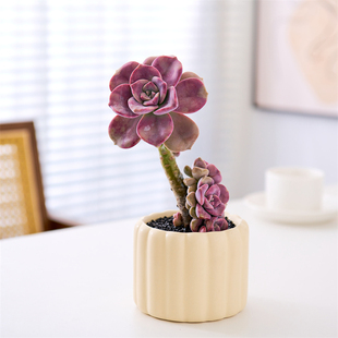 紫乐老桩多肉盆栽桌摆易养绿植新手阳台好打理萌肉美观趣味盆景