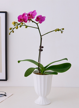 蝴蝶兰盆栽室内绿植紫色含盆易养护办公室桌面装饰植物