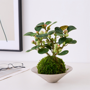 小盼菩提苔藓球盆栽室内植物办公室桌面好养植物禅意盆景带果绿植