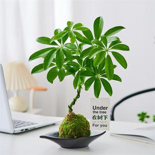 网红植物 禅意 鸭脚木盆栽水培苔藓球办公桌绿植懒人净化空气日式