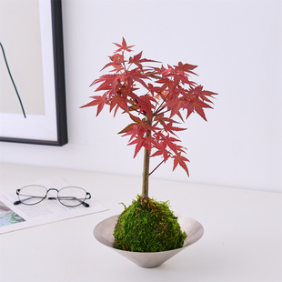 红枫树盆栽日本枫树盆景室内客厅办公室桌面绿植花卉好养净化空气