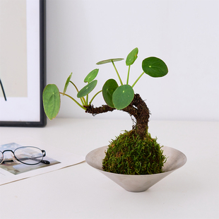 镜面草苔藓球可爱ins好养易活家居办公室桌面多宝观叶绿植防辐射