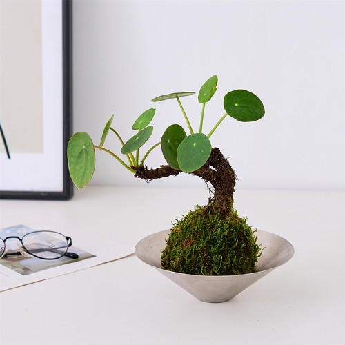 镜面草苔藓球可爱ins绿植