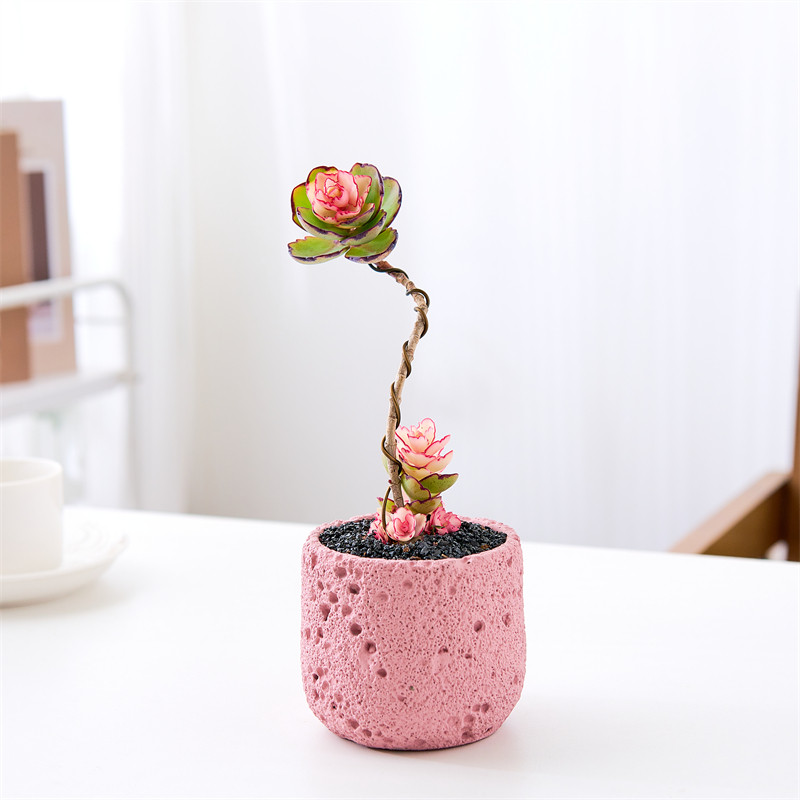 锦绣牡丹多肉桌面植物盆栽礼物