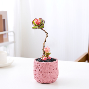 锦绣牡丹老桩多肉植物室内桌面阳台好养新手绿植室内花卉盆栽礼物