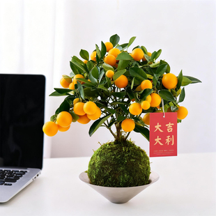 金桔苔藓盆栽带果可食用植物室内花卉绿植懒人好养阳台年宵小橘子