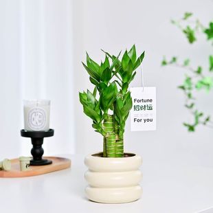 富贵竹室内植物节节高桌面绿植带根好养步步高花卉文昌竹客厅盆栽