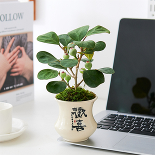 小盼菩提树盆栽植物室内观果绿植客厅盆景办公室净化空气桌面好养