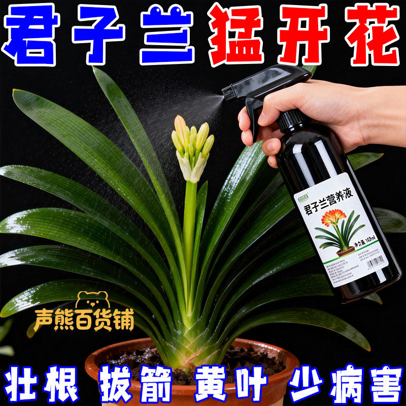 君子兰营养液专用肥治叶子发黄