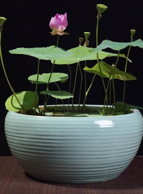 Contracted large sleep special bowl lotus flower pot ceramic