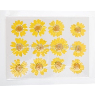 12pcs Pressed Flower Card Making Art Craft Materials Dried
