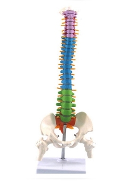 45Cm with Pelvic Human Anatomical Anatomy Spine Spinal Colum