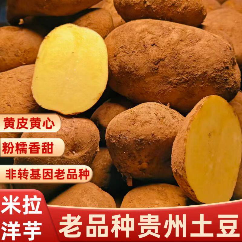 贵州威宁老品种米拉洋芋高山种植农家自种土豆马铃薯黄心粉面新鲜