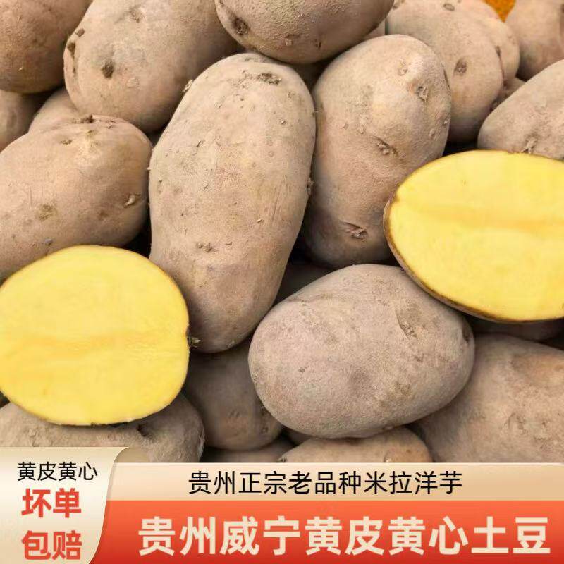 贵州威宁老品种米拉洋芋高山种植农家自种土豆马铃薯黄心粉面新鲜