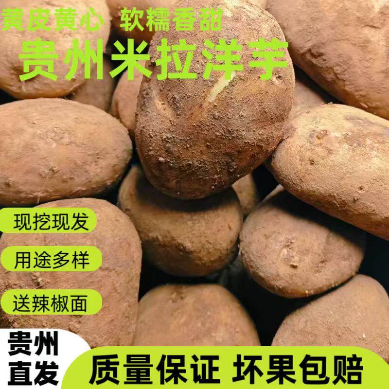 贵州威宁老品种米拉洋芋高山种植农家自种土豆马铃薯黄心粉面新鲜