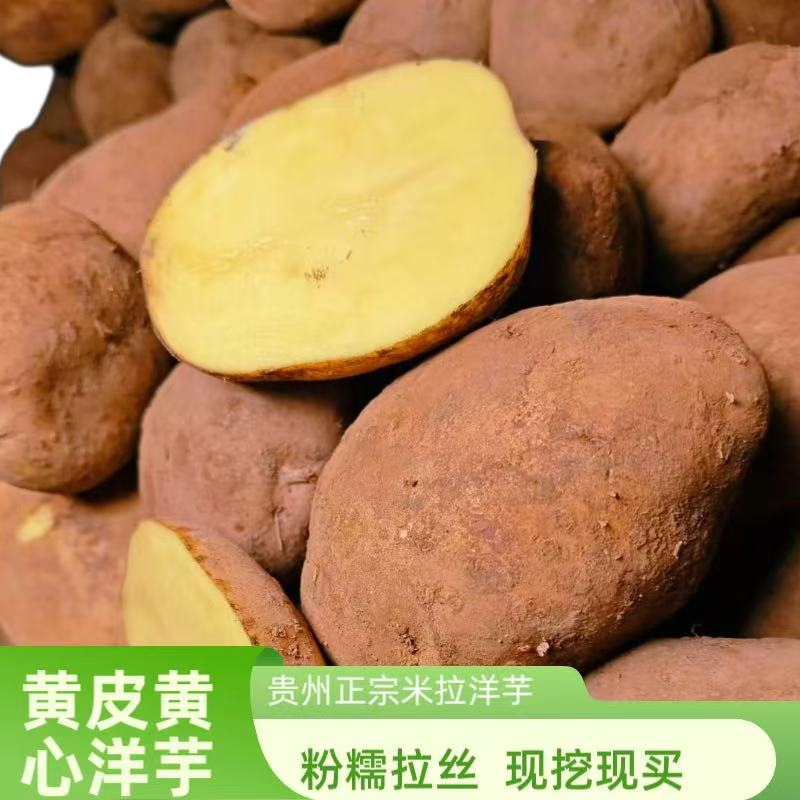 贵州威宁老品种米拉洋芋高山种植农家自种土豆马铃薯黄心粉面新鲜
