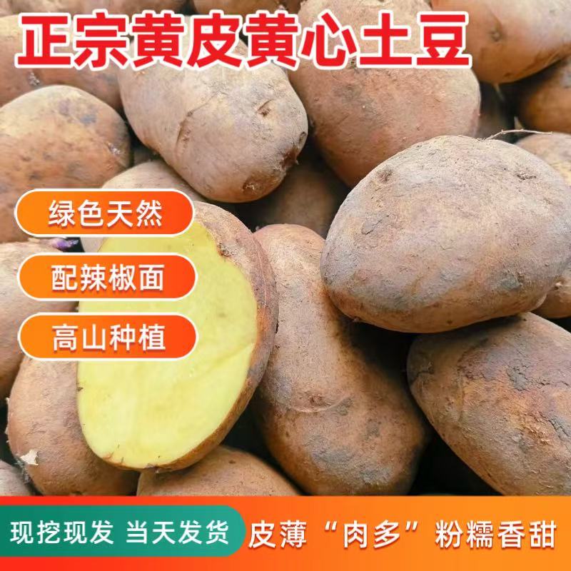 贵州威宁老品种米拉洋芋高山种植农家自种土豆马铃薯黄心粉面新鲜