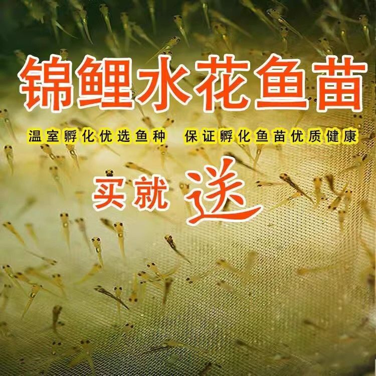 纯种日本锦鲤观赏水花鱼苗红白大正三色昭和介子好养耐活混搭水花