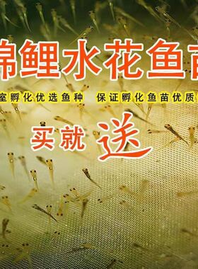 纯种日本锦鲤观赏水花鱼苗红白大正三色昭和介子好养耐活混搭水花