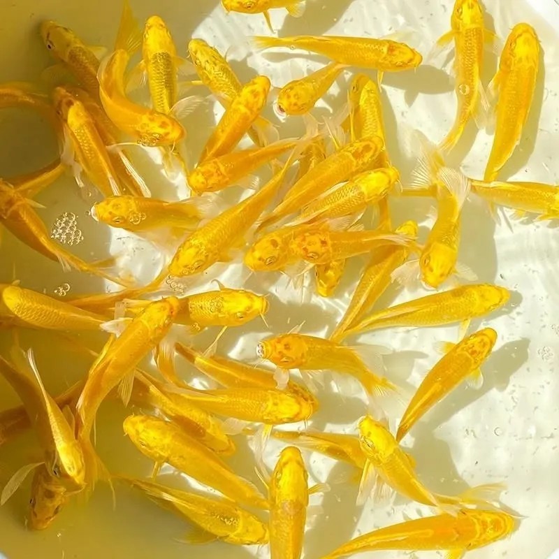 黄金锦鲤长尾龙凤鱼观赏鱼冷水鱼金鱼活体纯种黄鲤鱼招财鱼风水鱼