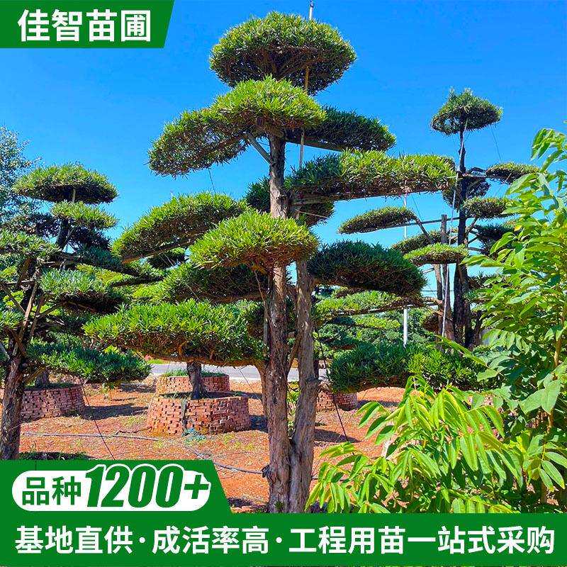 基地供应行道绿化苗木园林景观树10公分多飘小罗汉松造型树