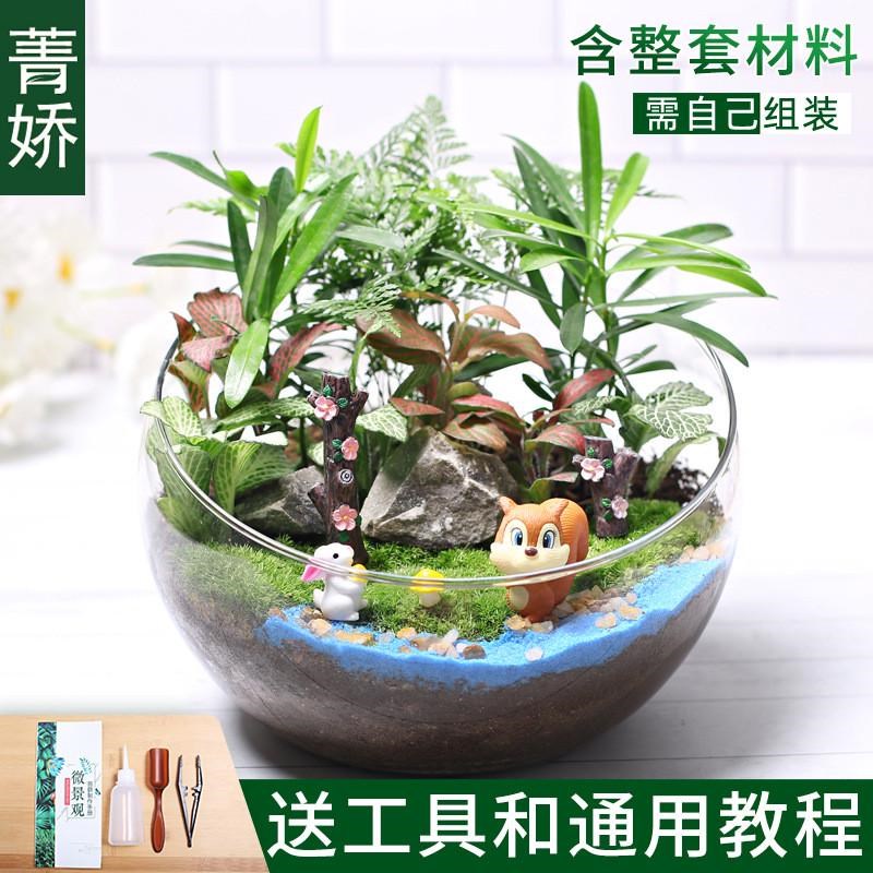 速发2苔藓微景观生态瓶绿植物种植组合套装切材料包暖场活动大号