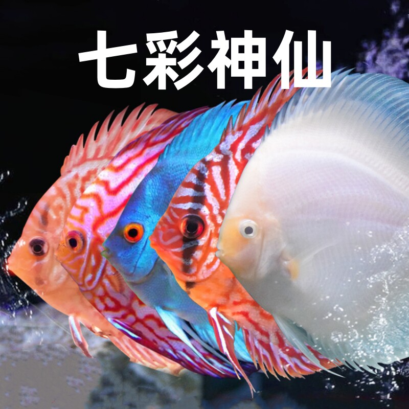 速发七彩财仙鱼神神红富士天子红鱼松石大型热带鱼南美观赏蓝包活