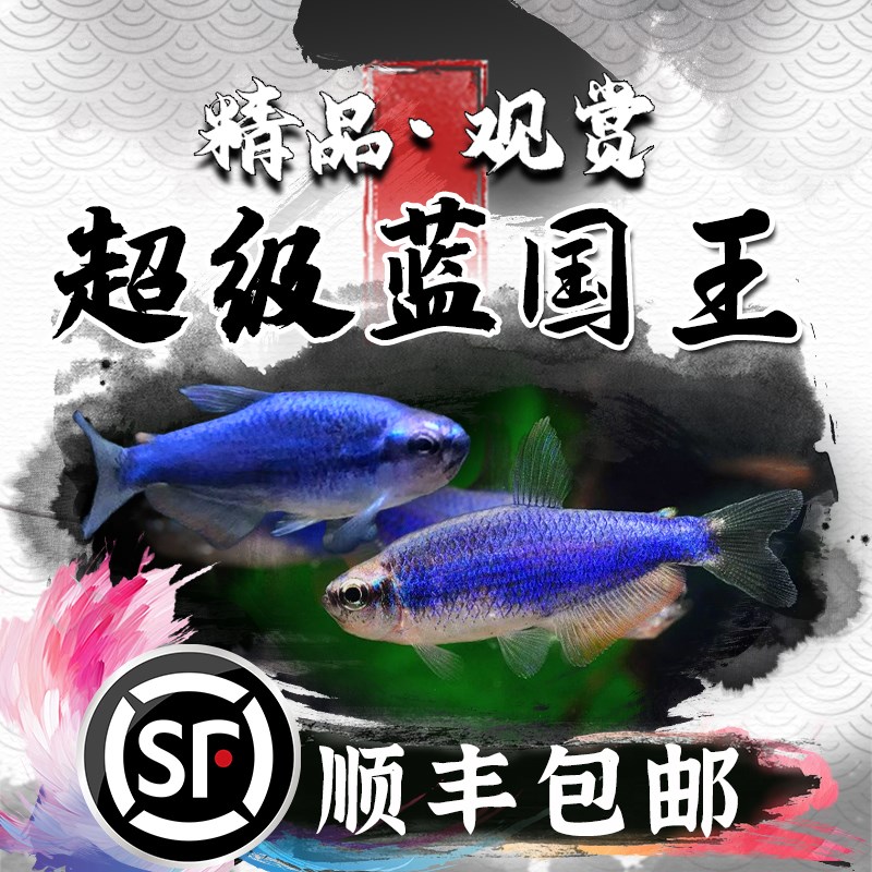 速发超级鱼国王灯鱼南美热带观赏蓝小型鱼灯群游灯科淡水草缸小型