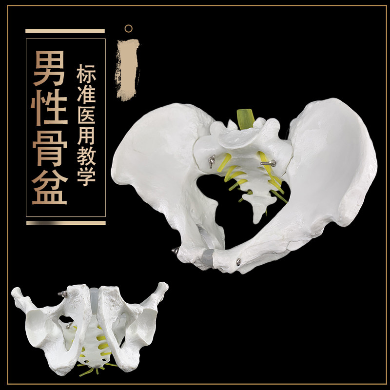 速发人体自然大骨盆盆型 1:1自然大盆骨模型骨模男性骨盆骼型骨模