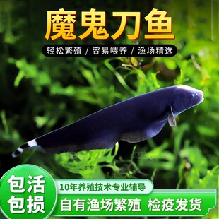 速发魔鬼刀鱼黑魔鬼鱼带羽毛刀光电鳗翎背电鳗热黑观赏鱼