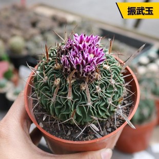 速发振武美实生仙人球大颗开花玉观好养仙人掌多面桌肉小盆栽