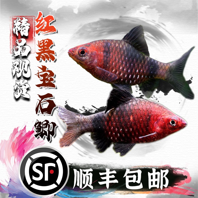 速发黑红宝猫热带观赏鱼东黑亚淡水鱼彩虹鲫红南熊石鲫原生鱼