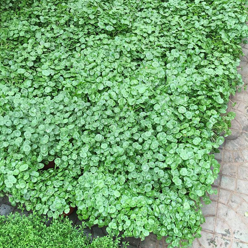 速发水培植物铜钱草盆栽花卉室内金钱草花盆栽办公室水养花草好养