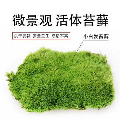 速发苔藓微景观创意迷你苔物鲜活青植盆白假山装饰铺面景发藓