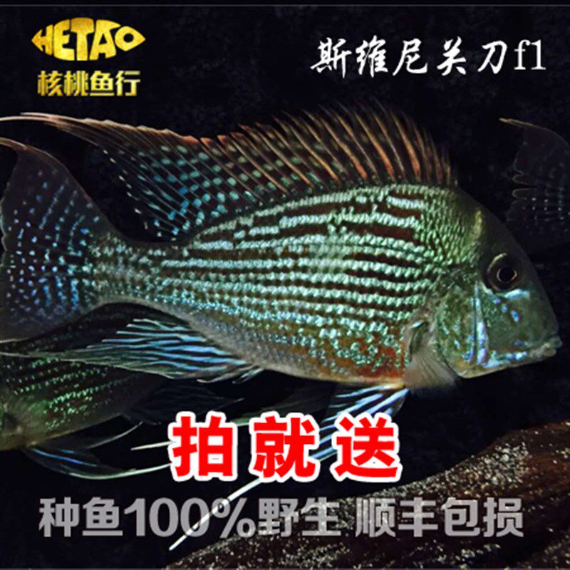 速发食土鲷合集血颊马面申宝古唇宝石斯维尼蓝衣关刀安普娜萤光绿