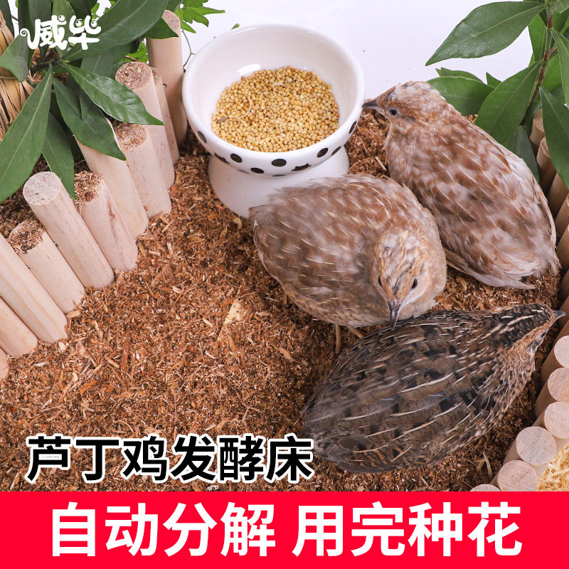速发芦丁鸡发酵床成种柯尔鸭鹌鹑菌品鸡笼卢丁自干分解粪便动撒式