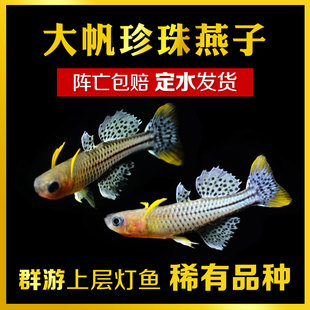 速发大帆珍珠燕子缸热带观赏鱼草 群游蓝珠虹阿鲁黄帆桔色珍霓鱼