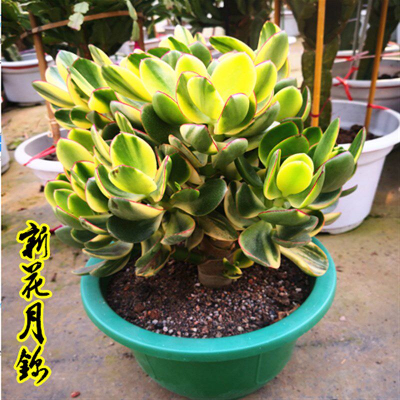 速发新头月锦落日之雁玉树多肉植物多花老桩玉树自然锦三色花月